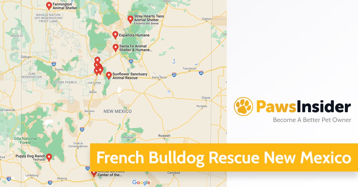 French Bulldog Rescue New Mexico