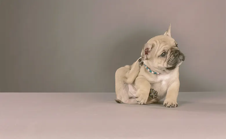 french bulldog scratching Dog eating from bowl on kitchen floor