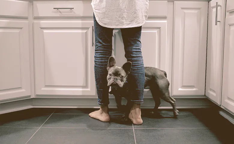french bulldog with owner waiting for food