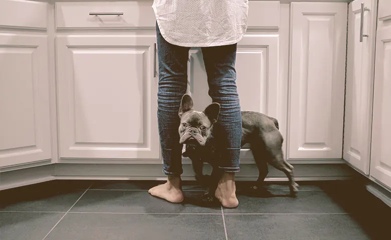 french bulldog with owner waiting for food Dog trying to reach kitchen counter