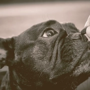 owner giving a treat to a french bulldog
