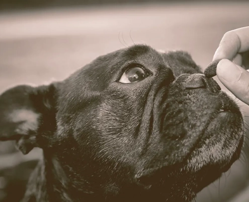 owner giving a treat to a french bulldog