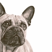 French Bulldog looking