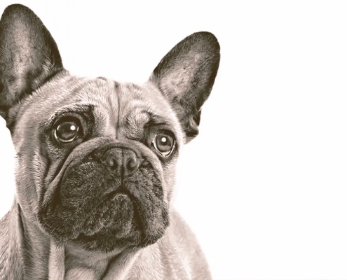 French Bulldog looking