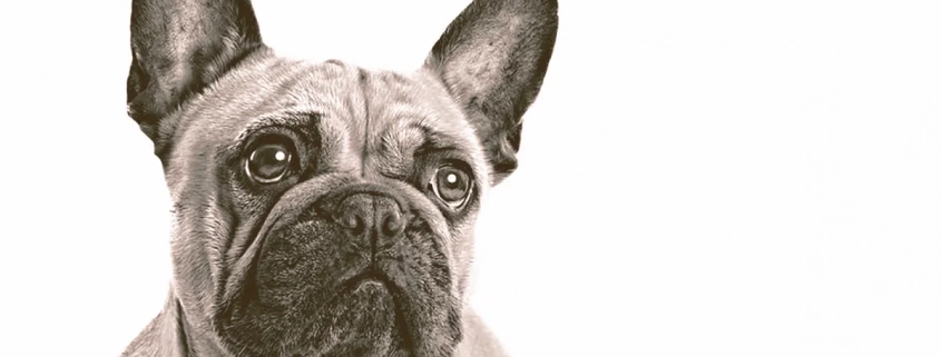 French Bulldog looking