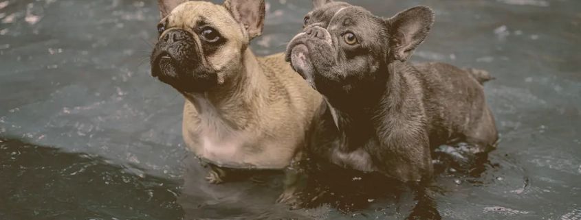 two french bulldogs with paws inside water just looking