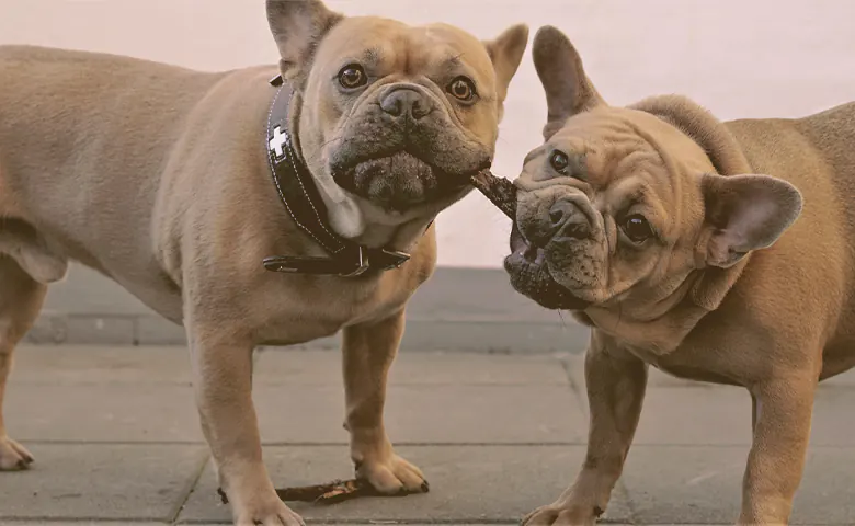 two french bulldogs playing with a stick Two bulldogs sharing a treat