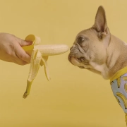 giving a banana to the French bulldog