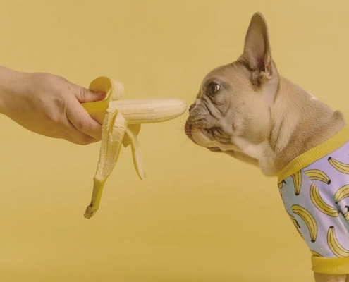 giving a banana to the French bulldog
