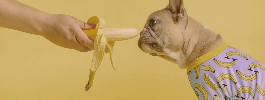 giving a banana to the French bulldog
