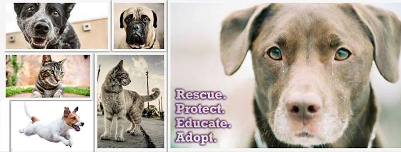 Wags to Riches Animal Rescue