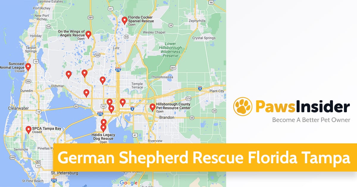 German Shepherd Rescue Tampa, FL