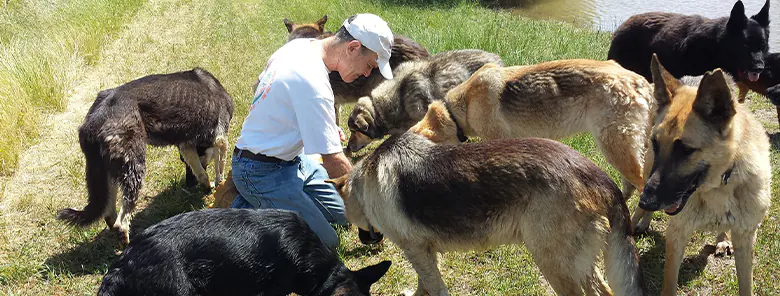 German Shepherd Rescue Of Sacramento Valley