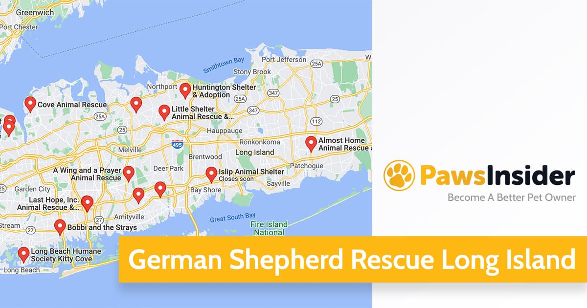 German Shepherd Rescue Long Island - Paws Insider