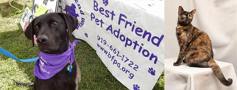Best Friend Pet Adoption