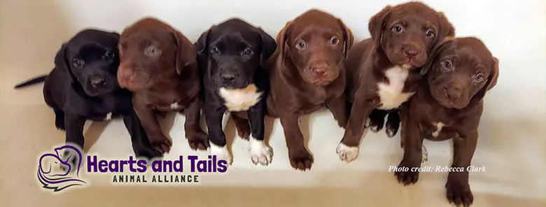 Hearts and Tails Animal Alliance