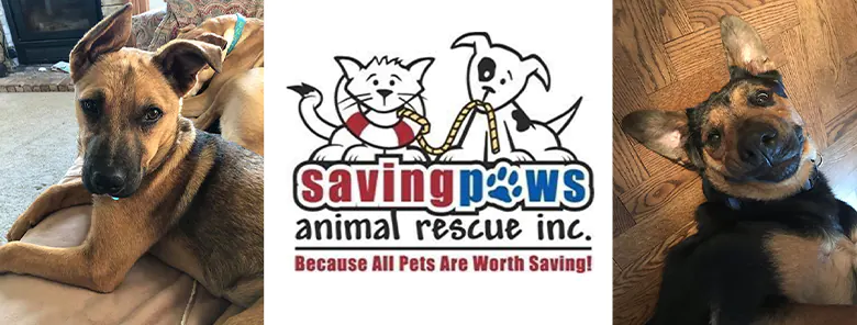 Saving Paws