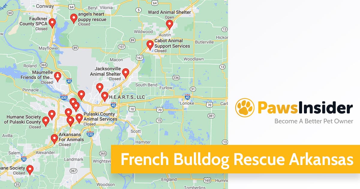 French Bulldog Rescue RI