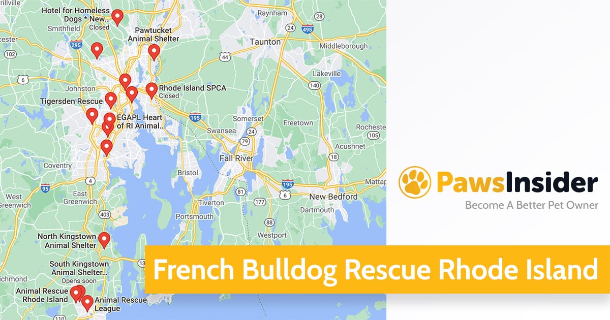 French Bulldog Rescue RI