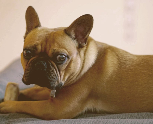 French bulldog holding is bone