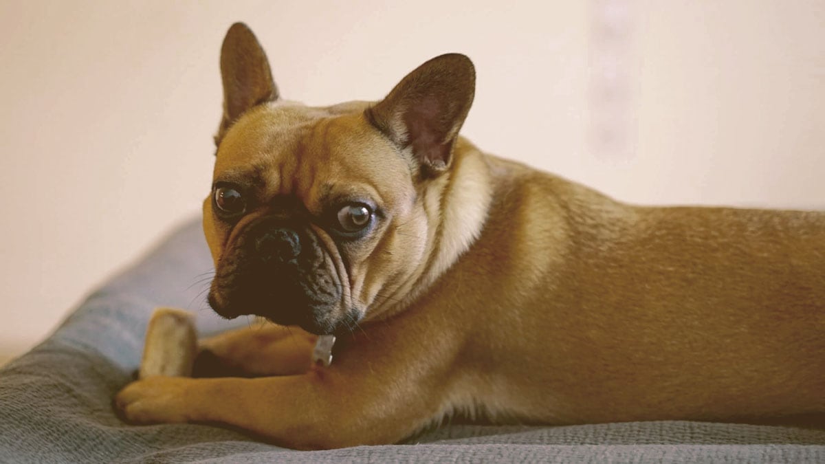 French bulldog holding is bone