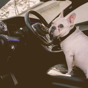 French Bulldog sitting on the car driver seat