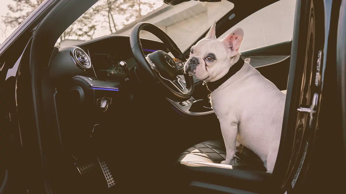 French Bulldog sitting on the car driver seat