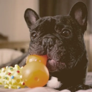 French bulldog playing with toys