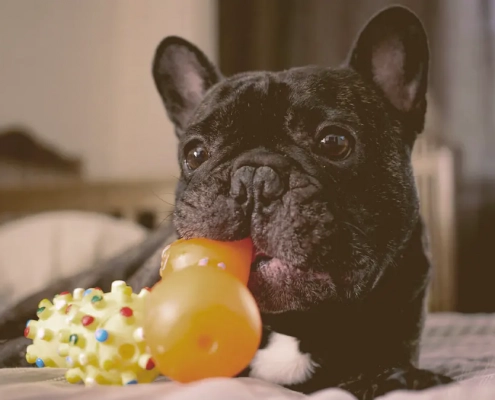 French bulldog playing with toys