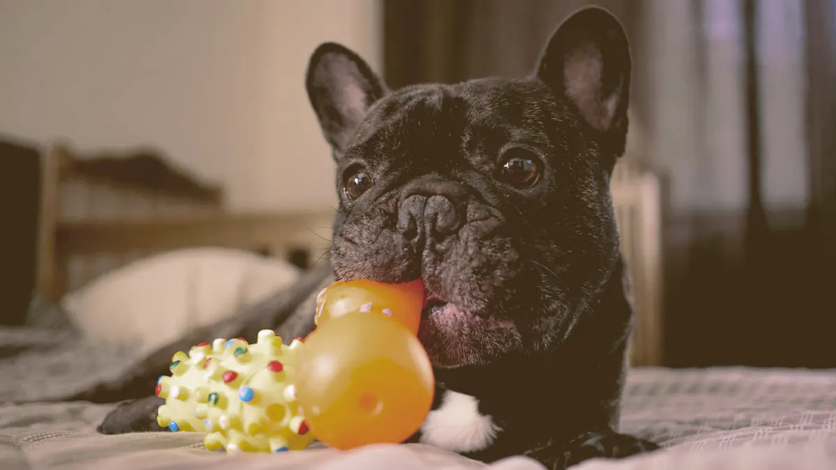 French bulldog playing with toys