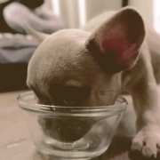 french bulldog puppy eating