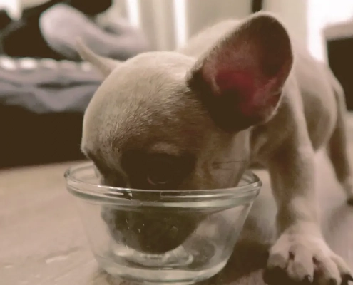 french bulldog puppy eating