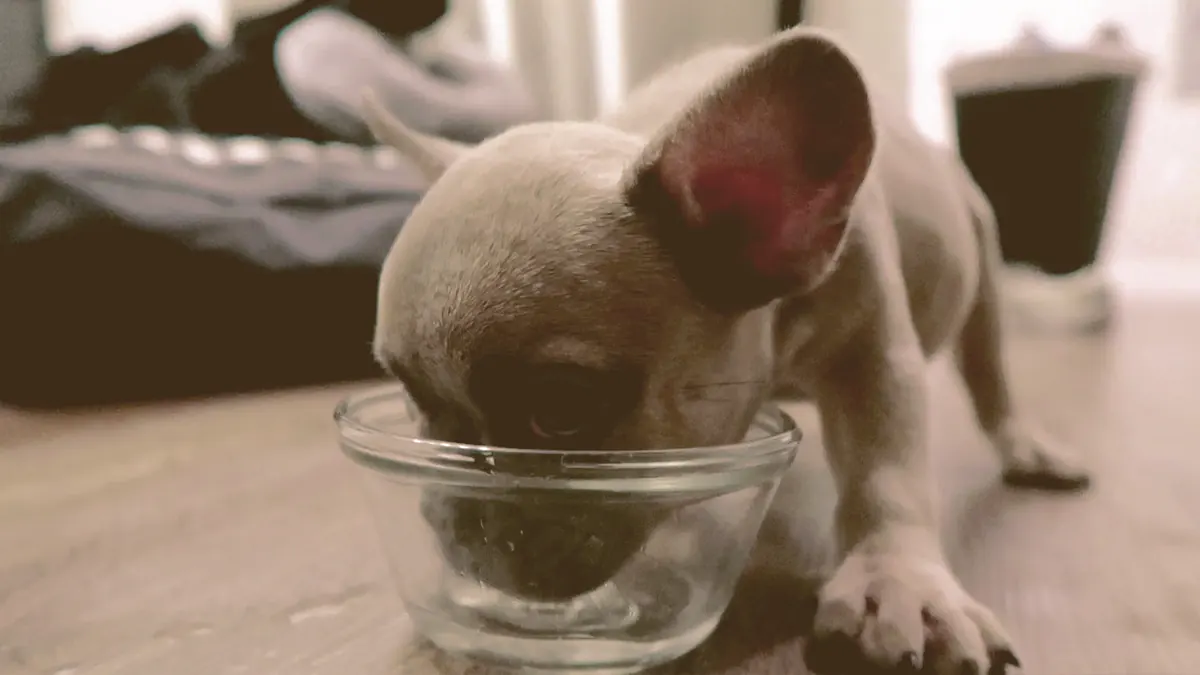 french bulldog puppy eating