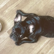 French Bulldogs looking with bowl of food next to him