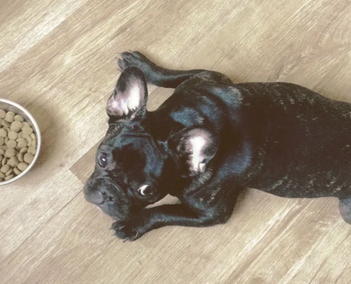 French Bulldogs looking with bowl of food next to him