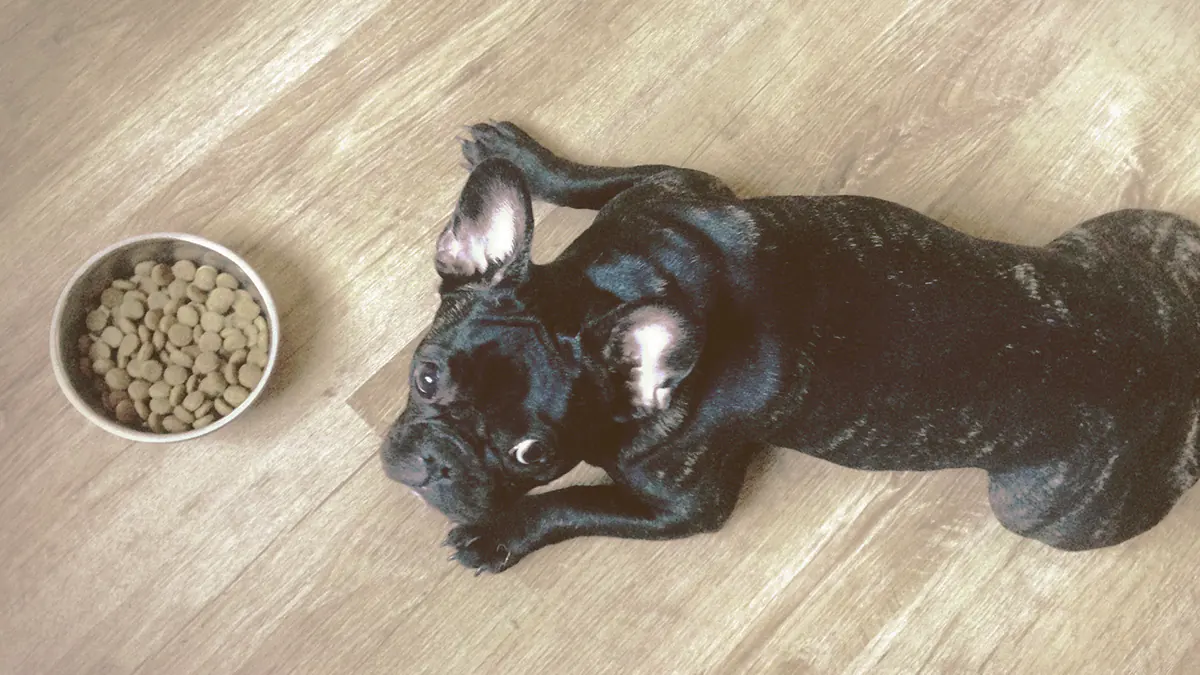 French Bulldogs looking with bowl of food next to him