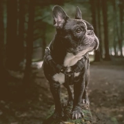 French bulldog looking away at the forest