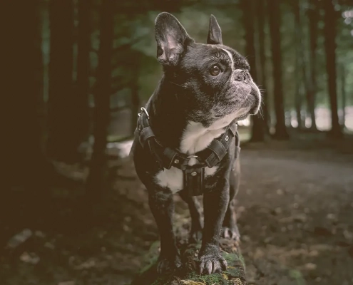 French bulldog looking away at the forest