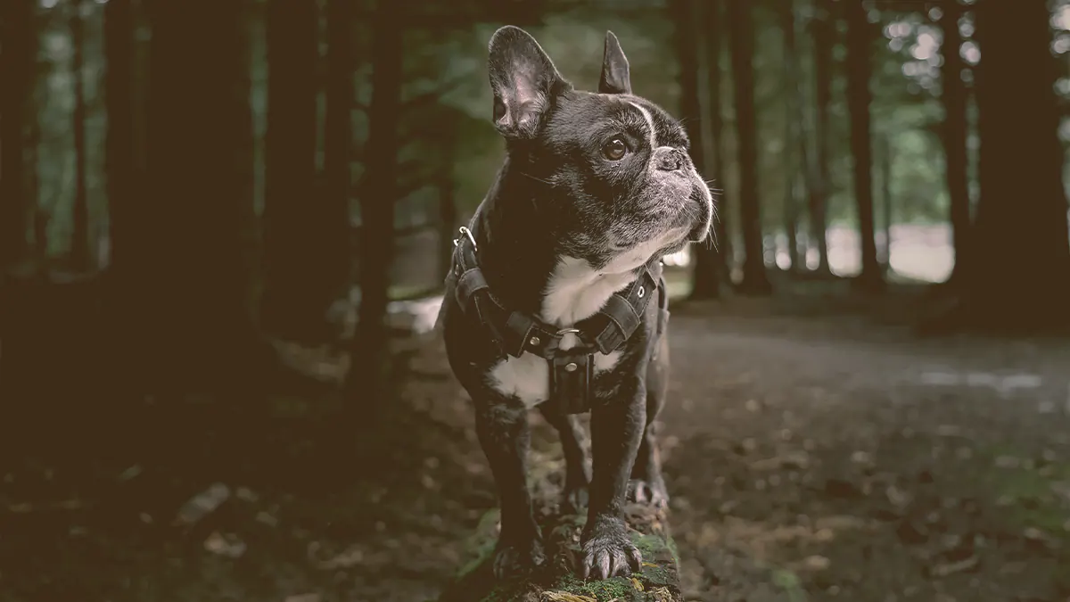 French bulldog looking away at the forest