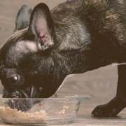 French bulldog eating