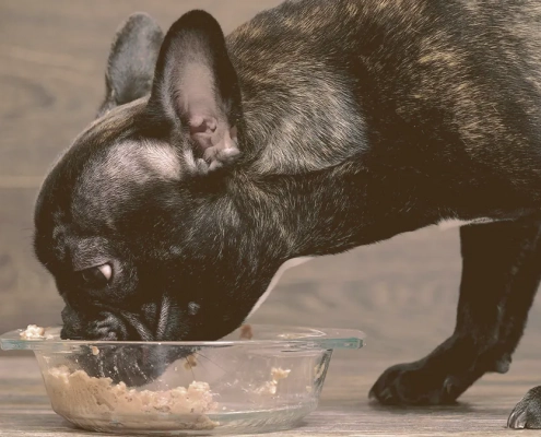 French bulldog eating