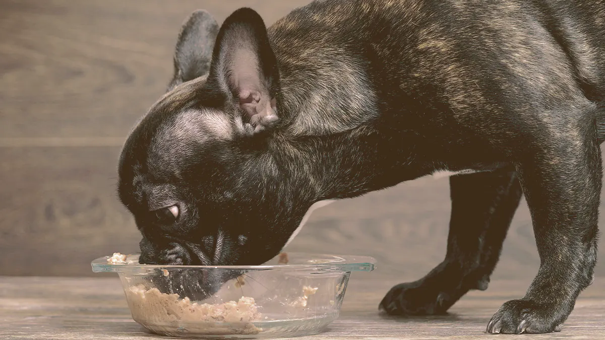 French bulldog eating