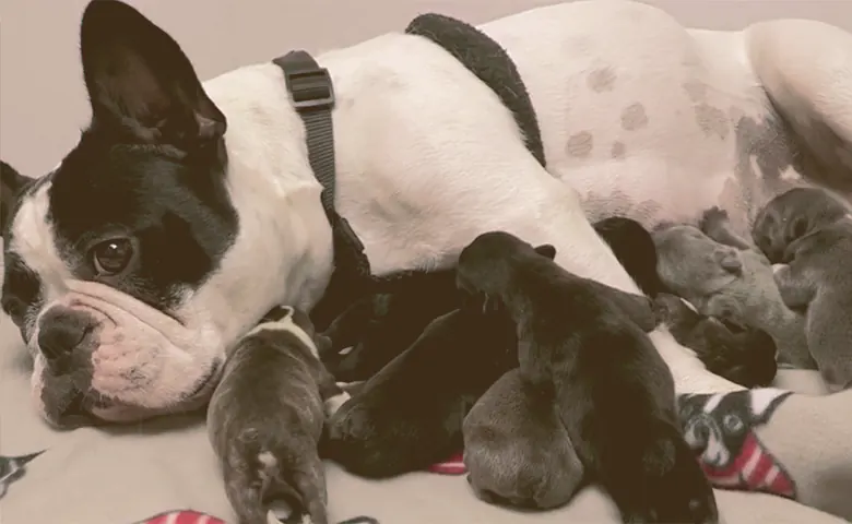 French Bulldog give birth to puppies