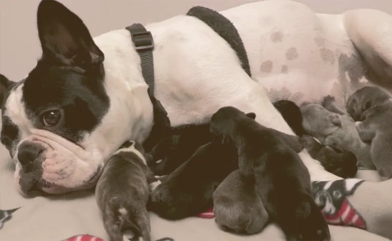 French Bulldog give birth to puppies French Bulldog give birth to puppies