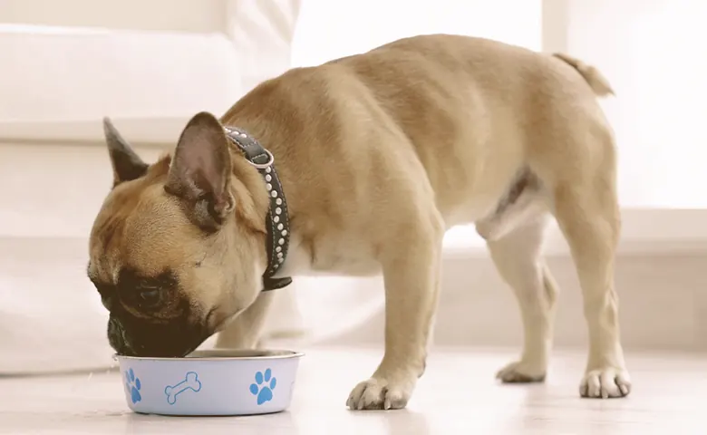 French Bulldogs eating from a bowl