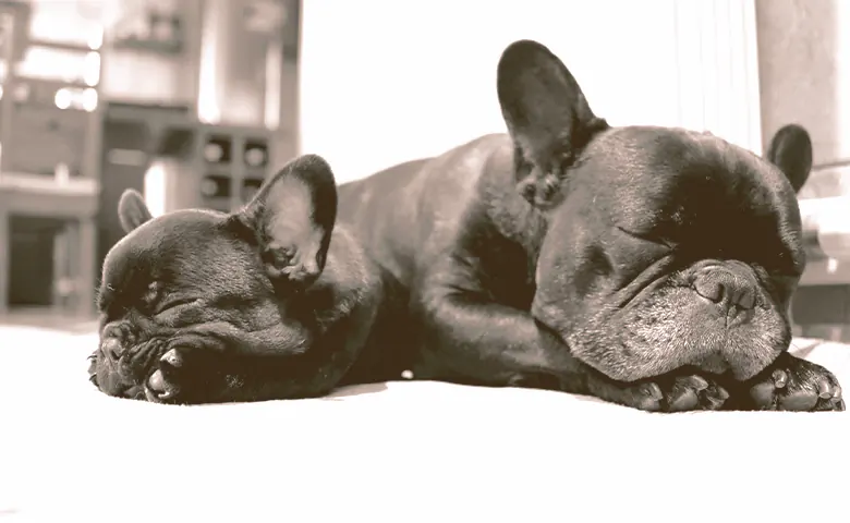 French bulldog and a puppy sleeping French bulldog and a puppy sleeping