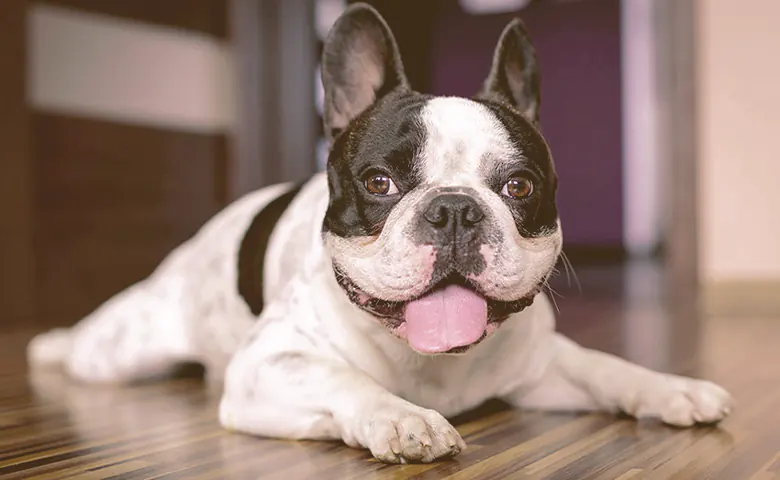 French bulldog laying down on the floor