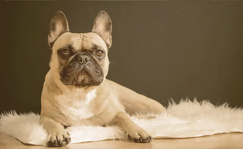 French bulldog laying on a carpet looking