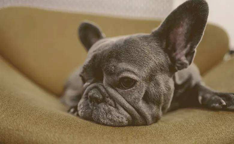 French bulldog laying on a sofa