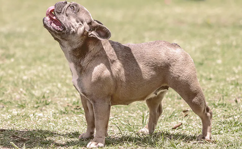 French bulldog on the grass looking up